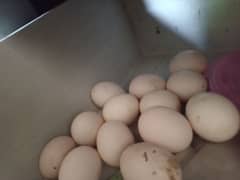 heera fertile eggs