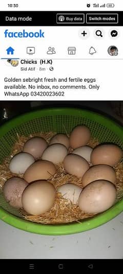 Aseel and Fancy Hen Fertile eggs. o342oo236o2