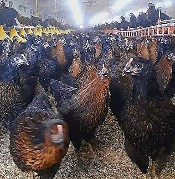 Lohman Brown, Lohman Black, RIR, Golden Hybrid, Hens & chicks avilable 7