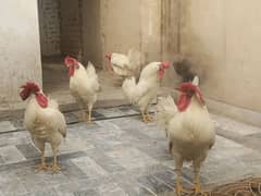 6 broiler chicken