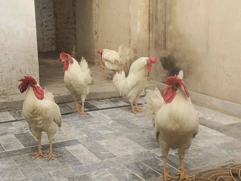 pura broiler murga male for sell content this number 03429121356 0