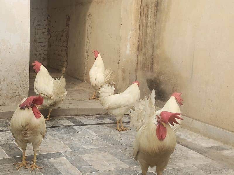 pura broiler murga male for sell content this number 03429121356 1