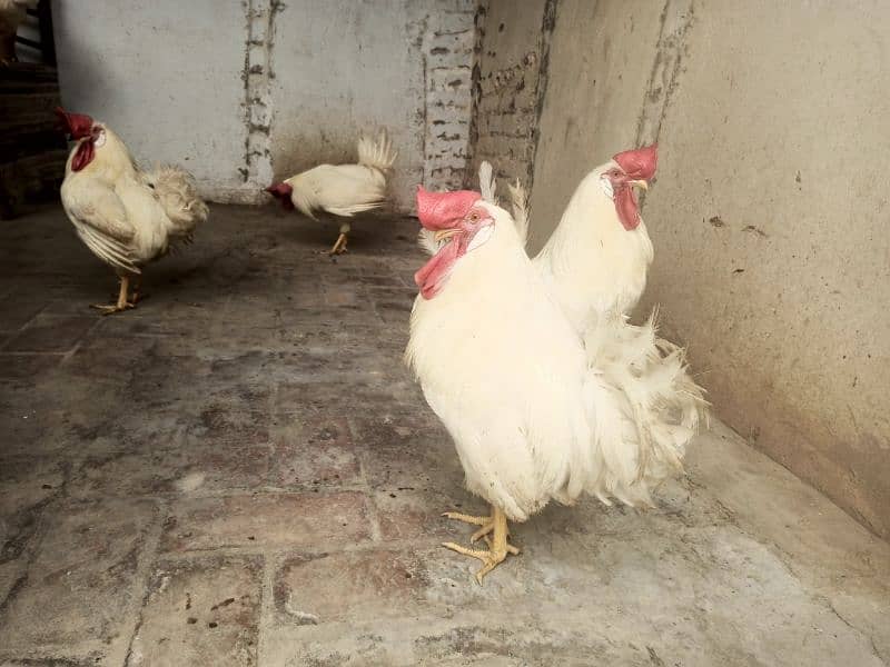 pura broiler murga male for sell content this number 03429121356 2