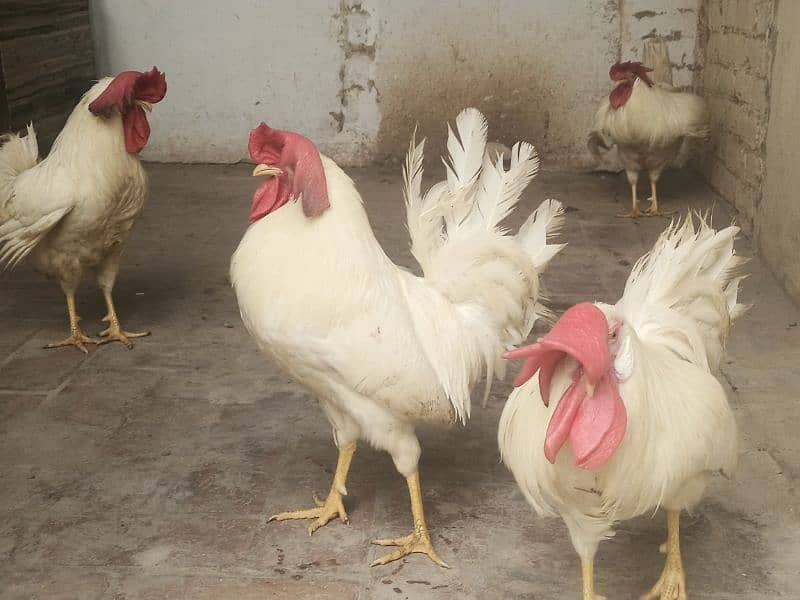 pura broiler murga male for sell content this number 03429121356 3
