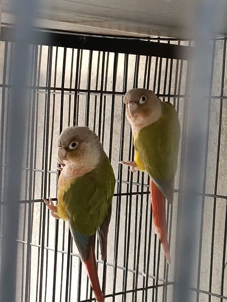 Green chick & Pineapple conure 1