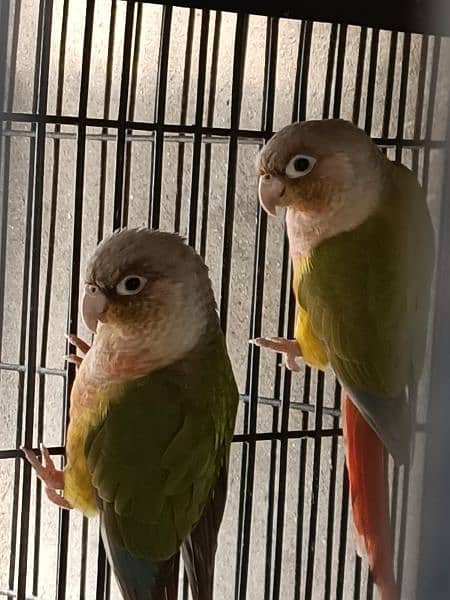 Green chick & Pineapple conure 2