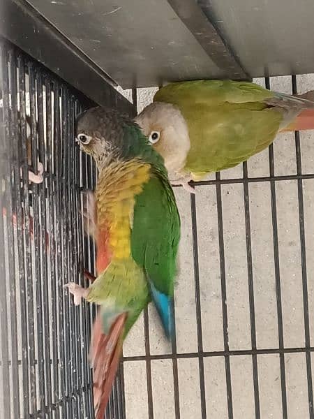 Green chick & Pineapple conure 3