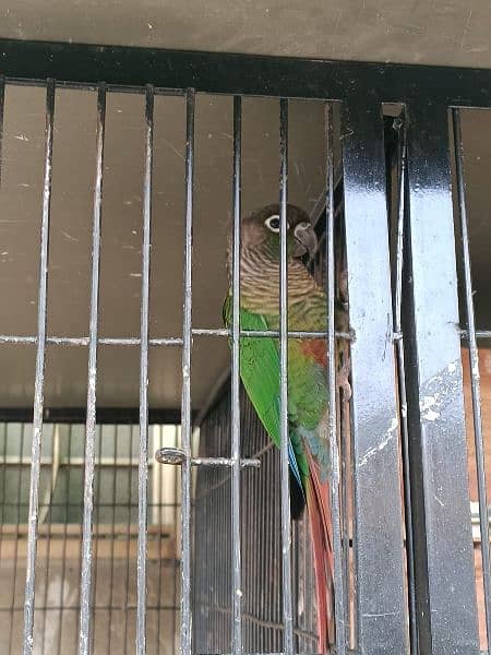 Green chick & Pineapple conure 6
