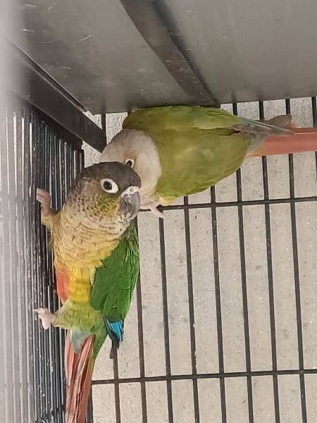 Green chick & Pineapple conure 8