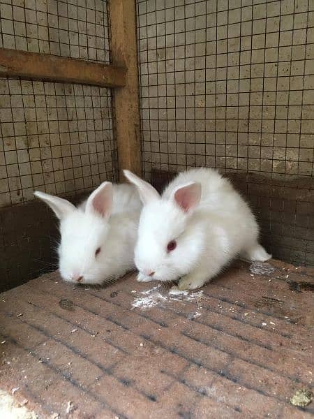 Olx sales angora rabbit