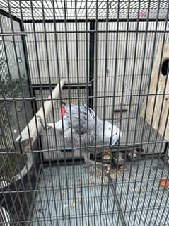 Male African grey with DNA certificate