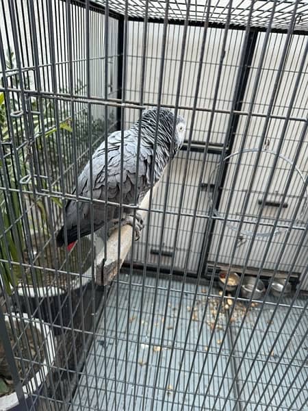 Male African grey with DNA certificate 1