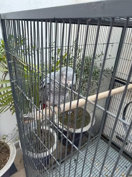 Male African grey with DNA certificate 3