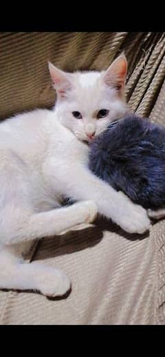 Turkish cat blue eyes 0