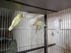 Love birds Pathy Albino,decino,pastelino