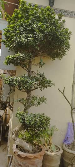 Imported big size bonsai