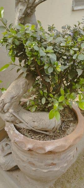 Imported big size bonsai 1