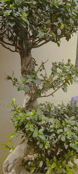 Imported big size bonsai 2