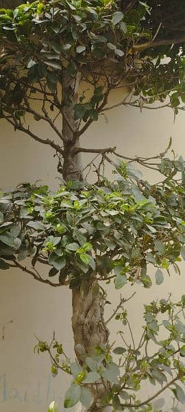 Imported big size bonsai 3