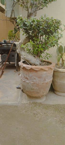 Imported big size bonsai 5