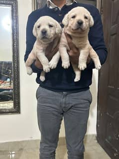 Labrador puppies For New home.