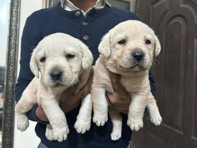 Labrador puppies For New home. 1