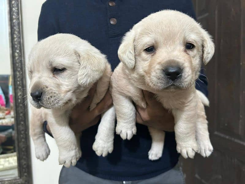 Labrador puppies For New home. 2