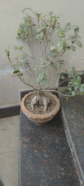 Bonsai for sale 0