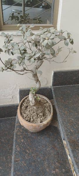 Bonsai for sale 1