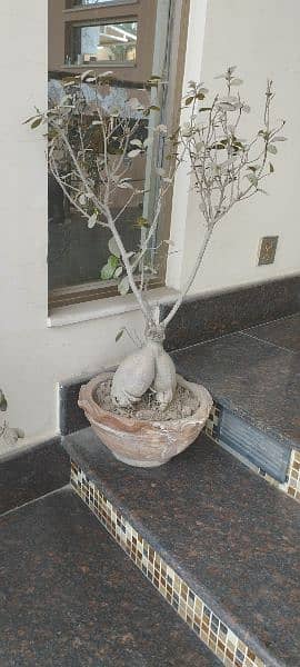 Bonsai for sale 2