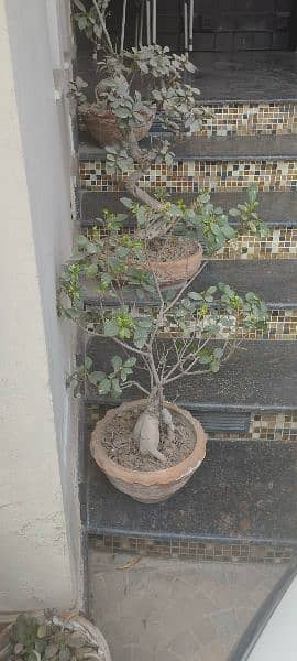 Bonsai for sale 3