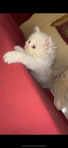 Persian kitten 3 months old