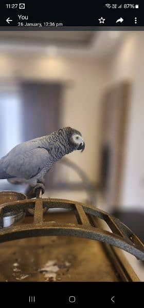 african grey | gray parrot | gry | hand tamed | congo African grey 7