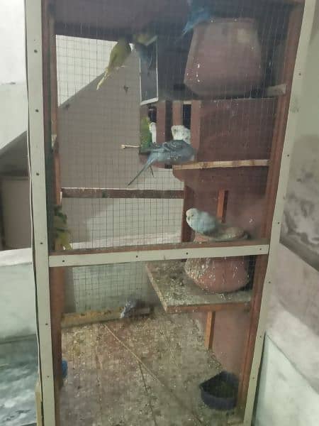 7 pairs of budgies with cage 1