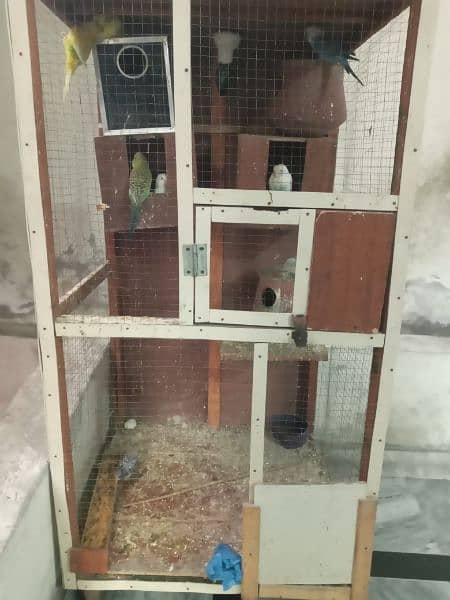 7 pairs of budgies with cage 2