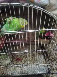 parrots with cage