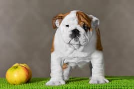 British Bulldogs | Puppies |  pedigree dogs | dogs for sale
