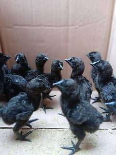 Ayam Cemani (Black Tongue) Chicks available hain
