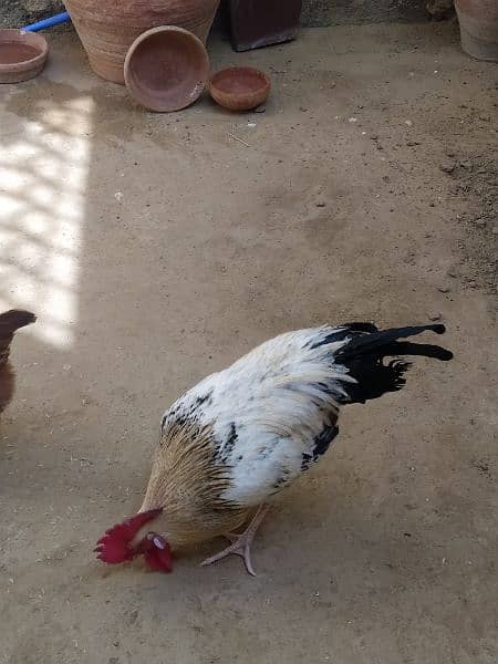 Rooster and Hen 2