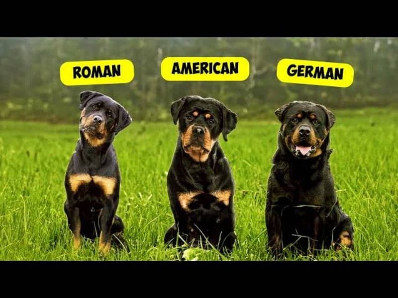 Rottweilers pair home breed 2