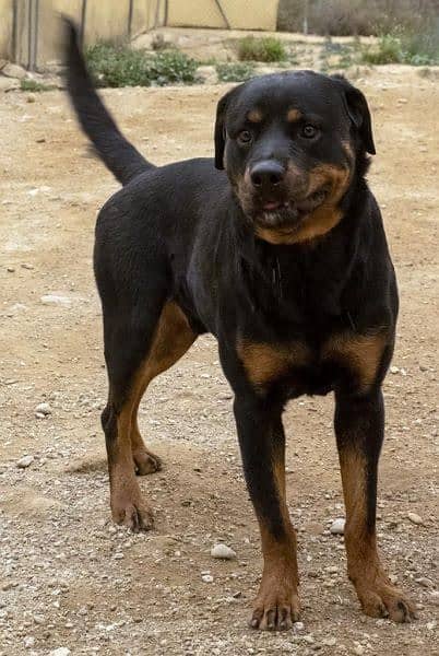 Rottweilers pair home breed 3