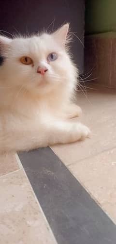 Persian famle cat