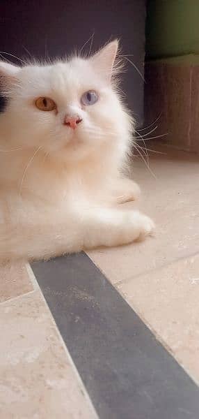 Persian famle cat 0