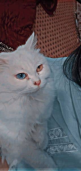 Persian famle cat 1