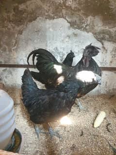Ayam cemani breeders trio or males