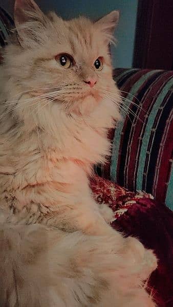 Triple coat Persian male cat 3