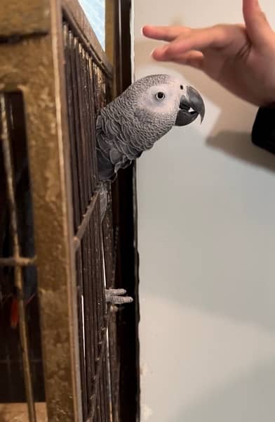 African Grey Parrot 0