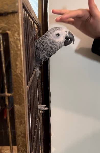 African Grey Parrot - 4 years 0