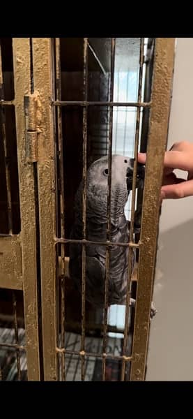 African Grey Parrot - 4 years 2