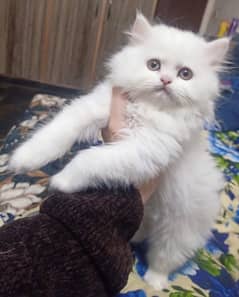Persian tripple coated kitten
